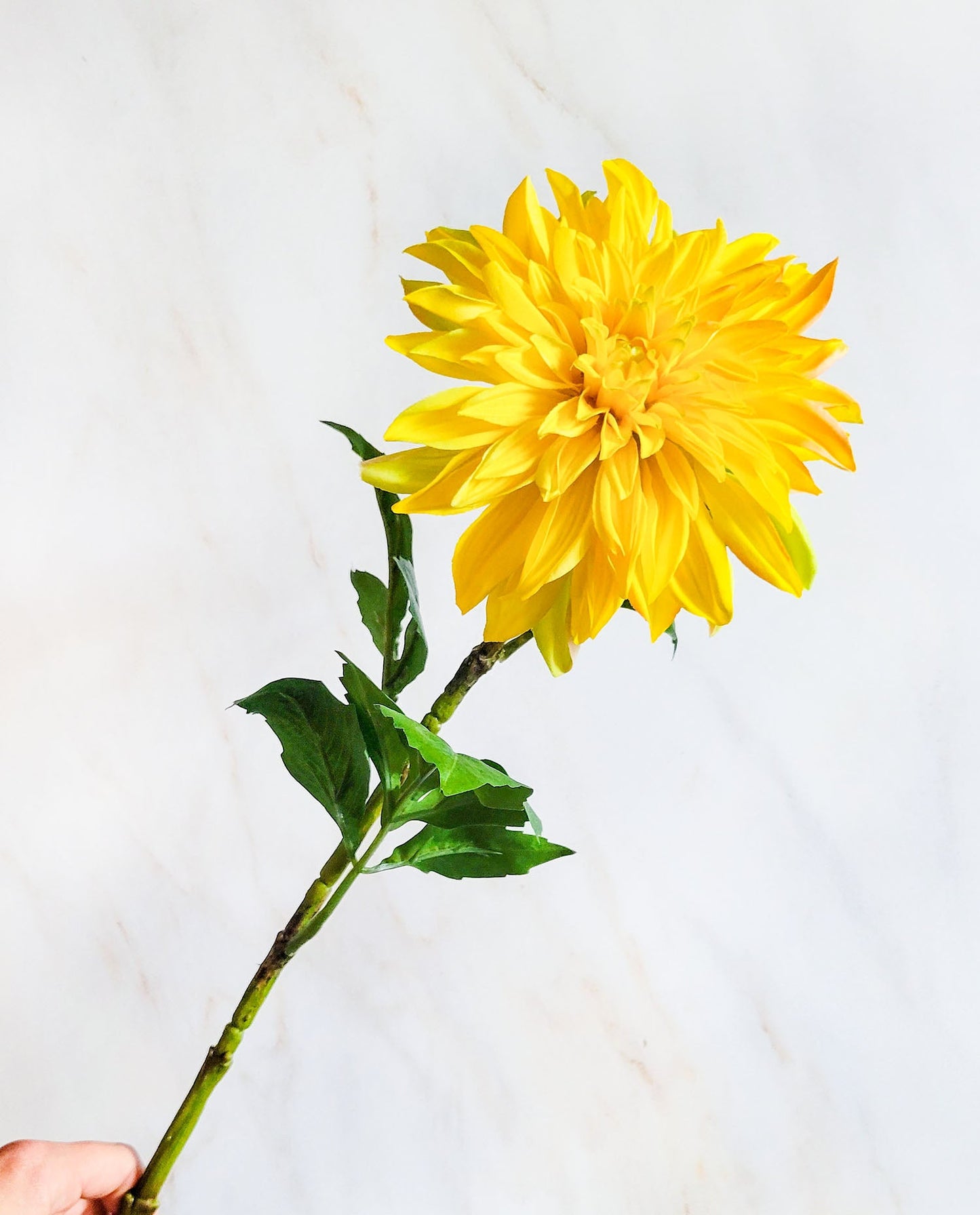 28" Artificial Yellow Dahlia Stem - Mossy Moss by Olia