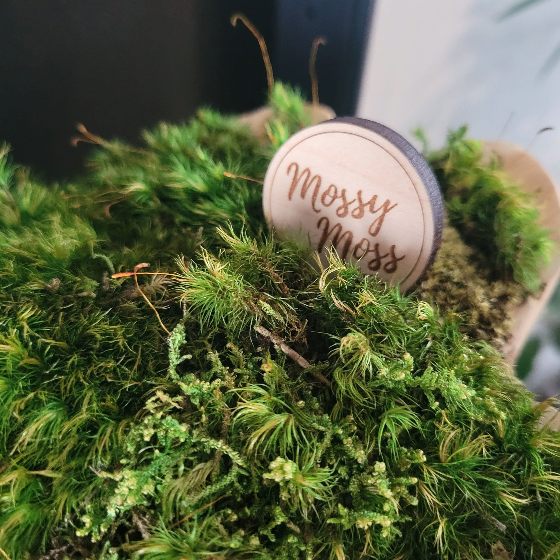 Decorative Teakwood Bowl filled Preserved Mood Moss - Mossy Moss by Olia