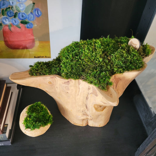Decorative Teakwood Bowl filled Preserved Mood Moss - Mossy Moss by Olia
