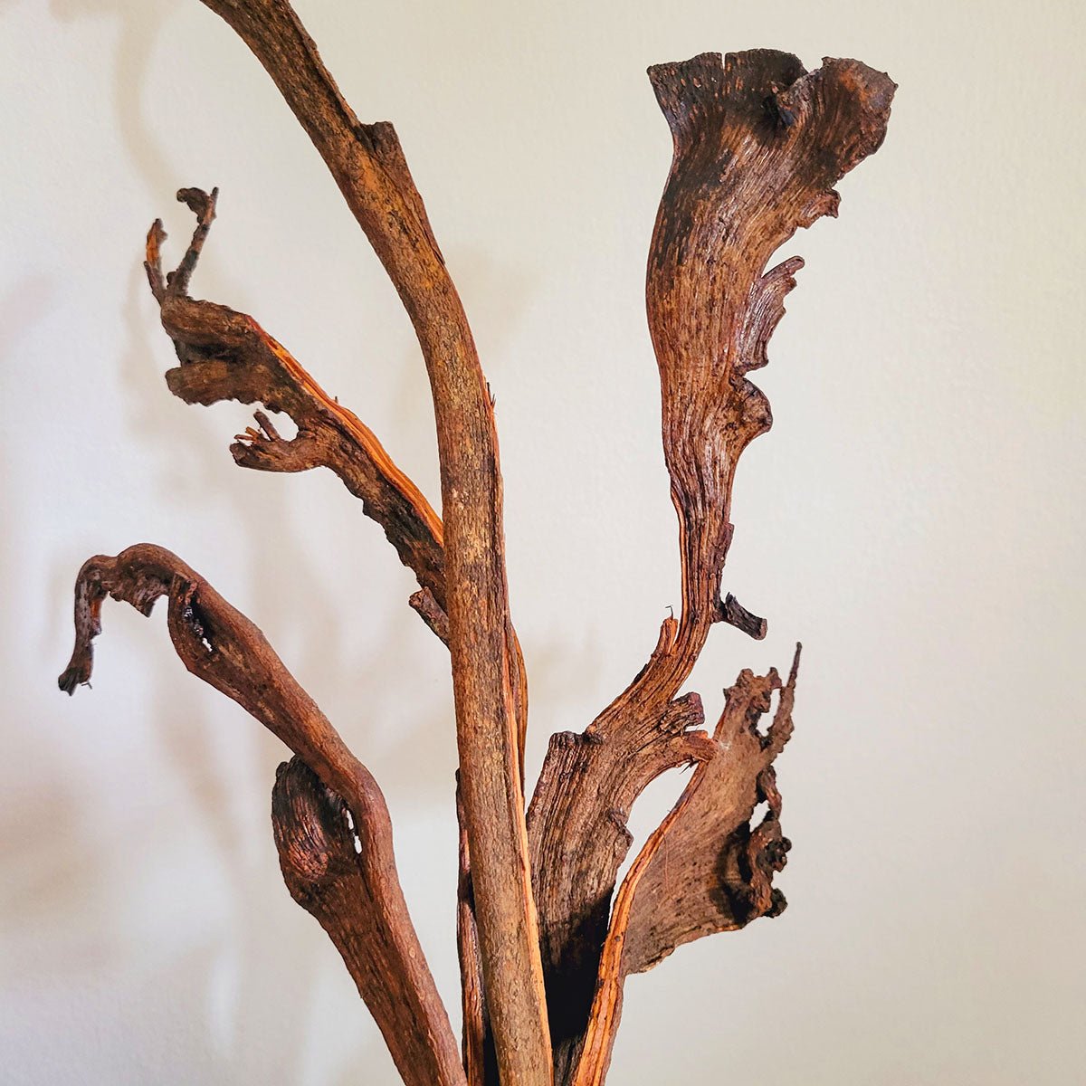 Dried Natraj Branches - Mossy Moss by Olia