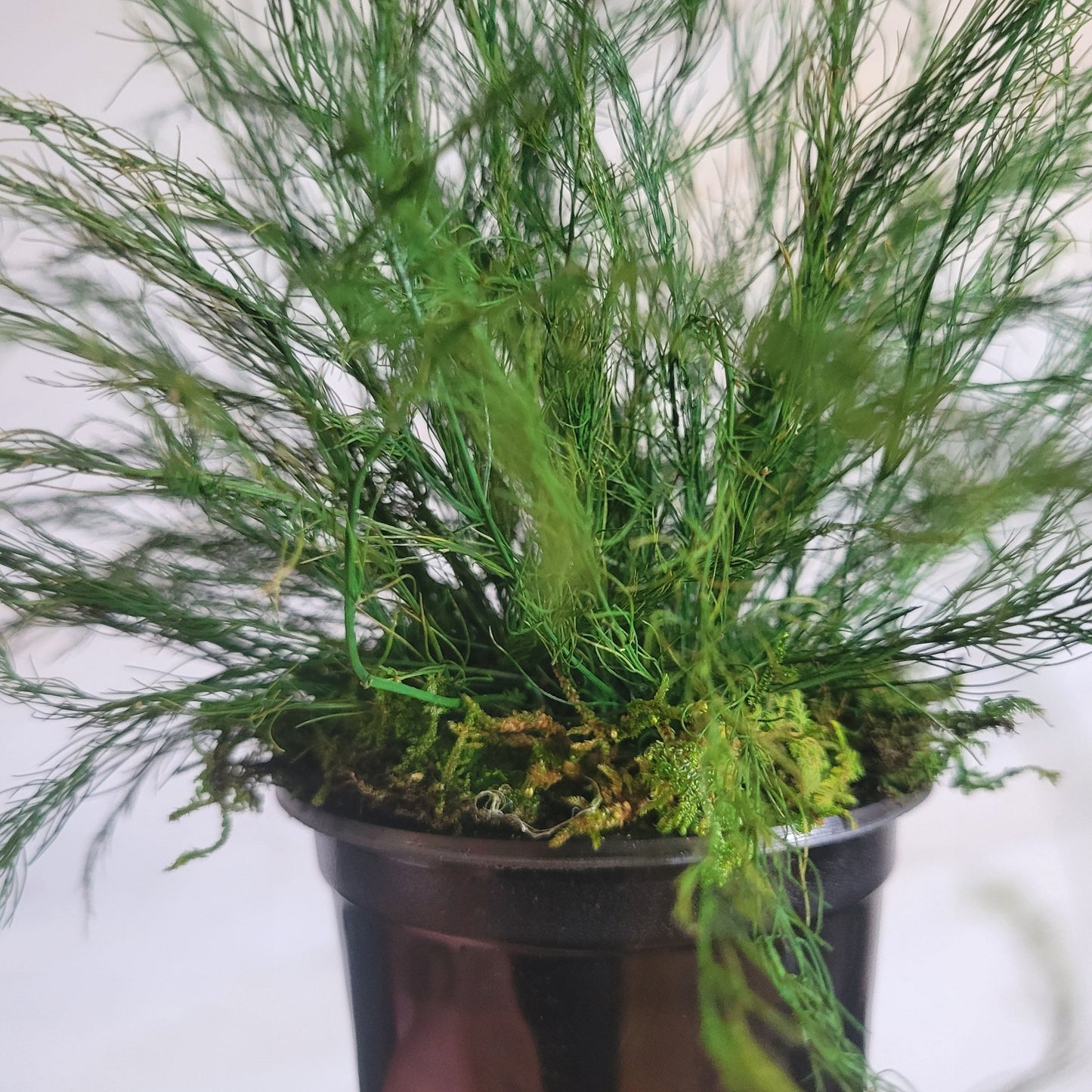 Preserved Potted Green Asparagus Fern - Mossy Moss by Olia