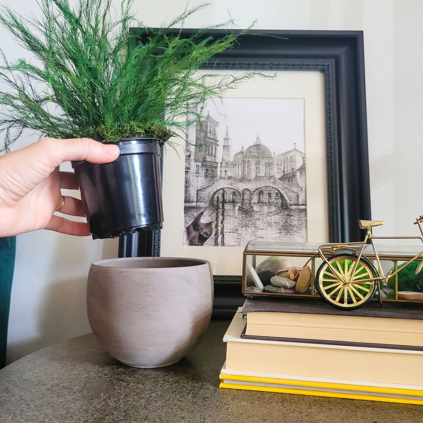 Preserved Potted Green Asparagus Fern - Mossy Moss by Olia