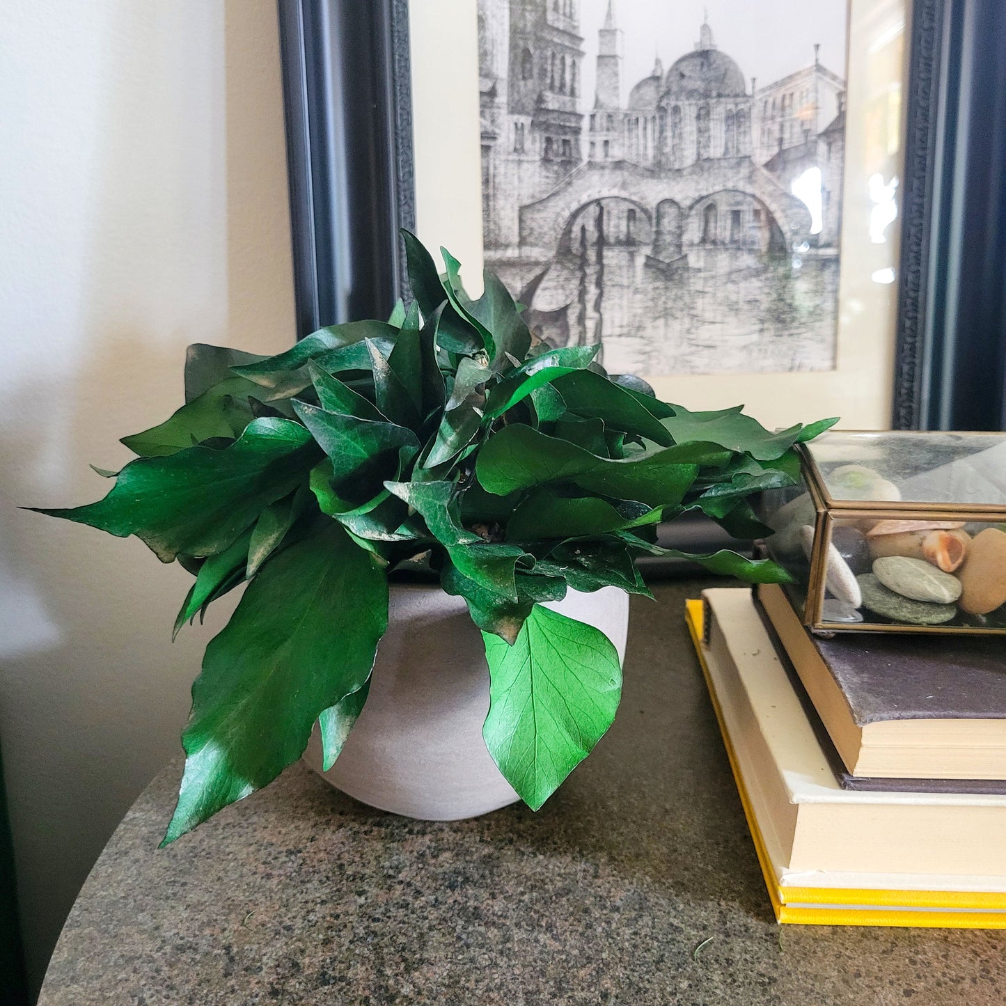 Preserved Potted Green Ivy - Mossy Moss by Olia