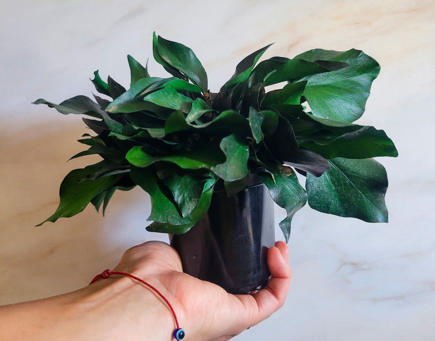 Preserved Potted Green Ivy - Mossy Moss by Olia