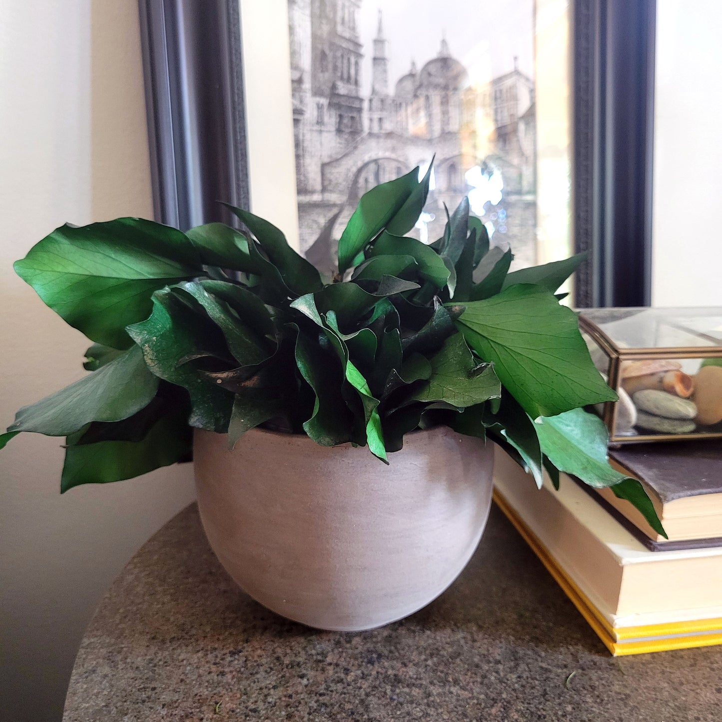 Preserved Potted Green Ivy - Mossy Moss by Olia