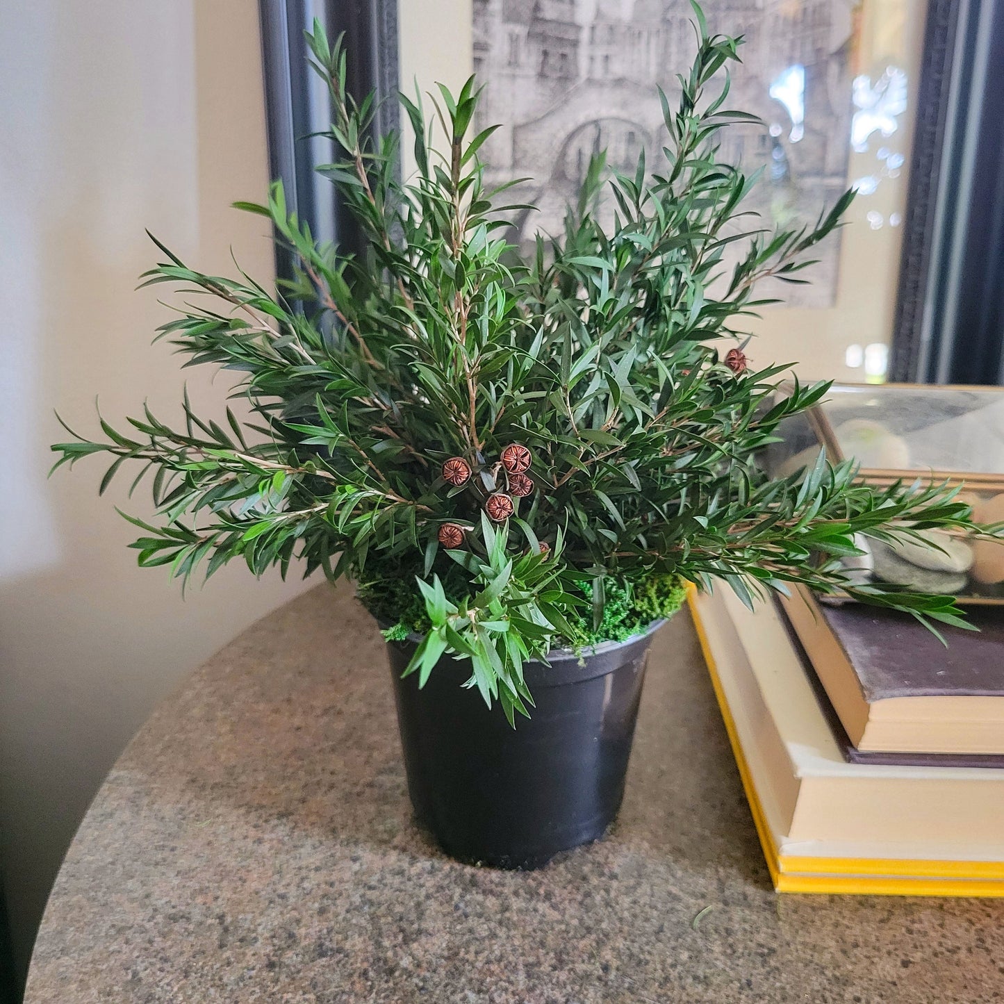 Preserved Potted Green Lepto Lungifolia Plant - Mossy Moss by Olia