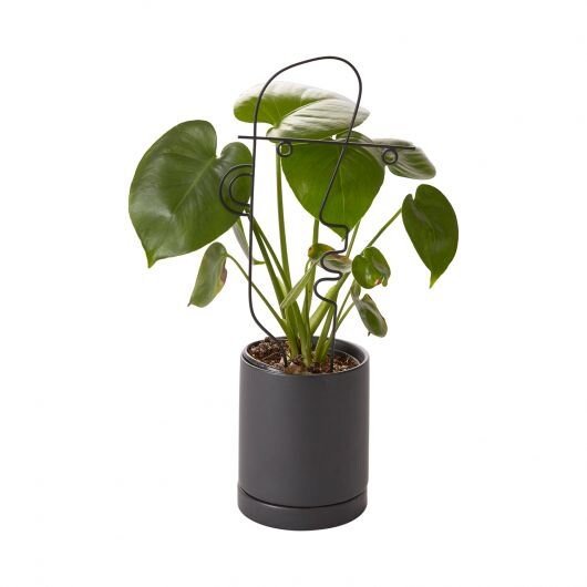 Black Metal Face Plant Stick Trellis - Mossy Moss by Olia