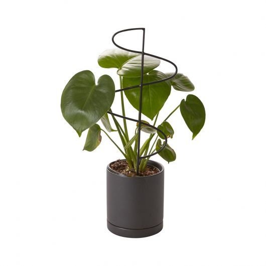 Black Metal Plant Stick Trellis - Mossy Moss by Olia