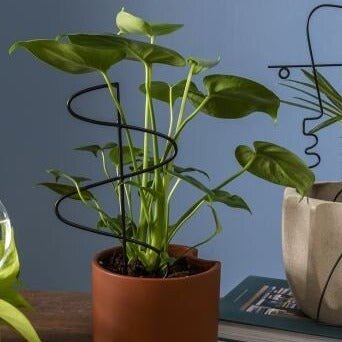 Black Metal Plant Stick Trellis - Mossy Moss by Olia