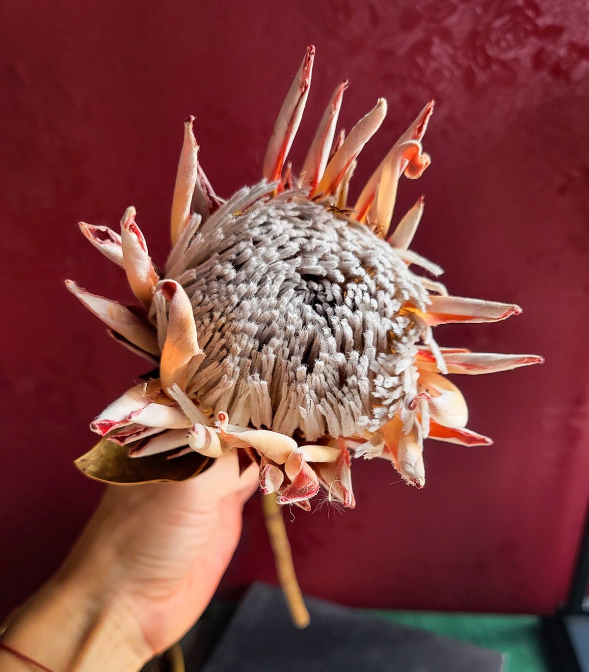 Blush Dried King Protea - Mossy Moss by Olia