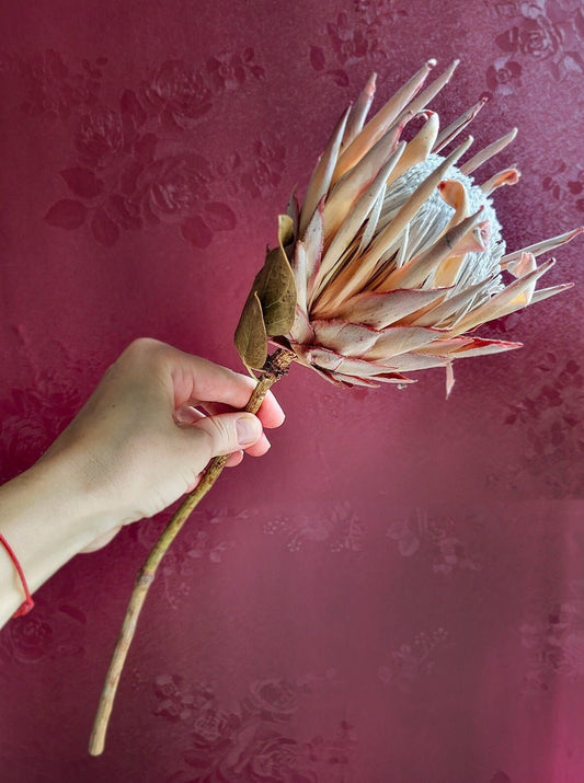 Blush Dried King Protea - Mossy Moss by Olia