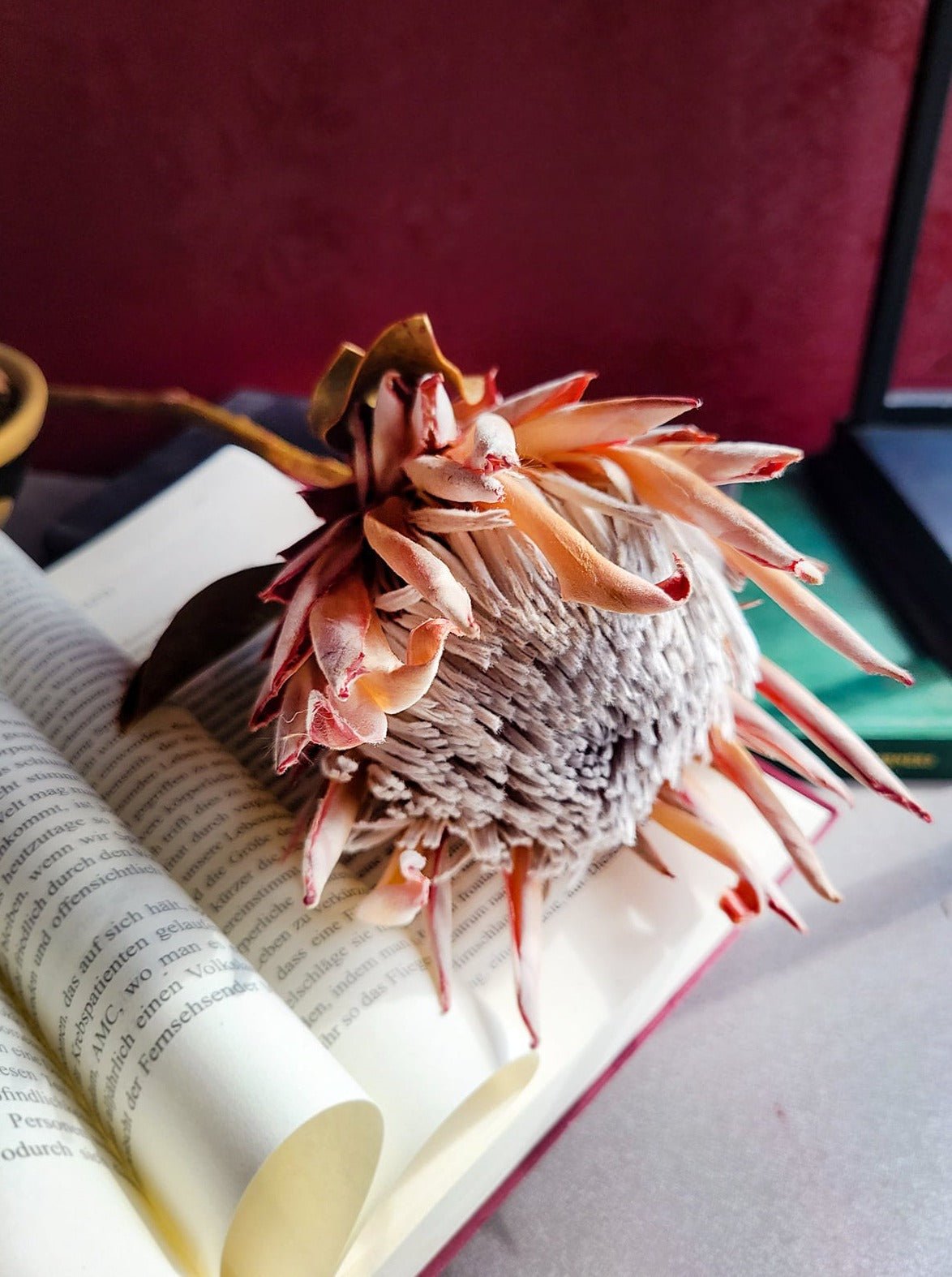 Blush Dried King Protea - Mossy Moss by Olia