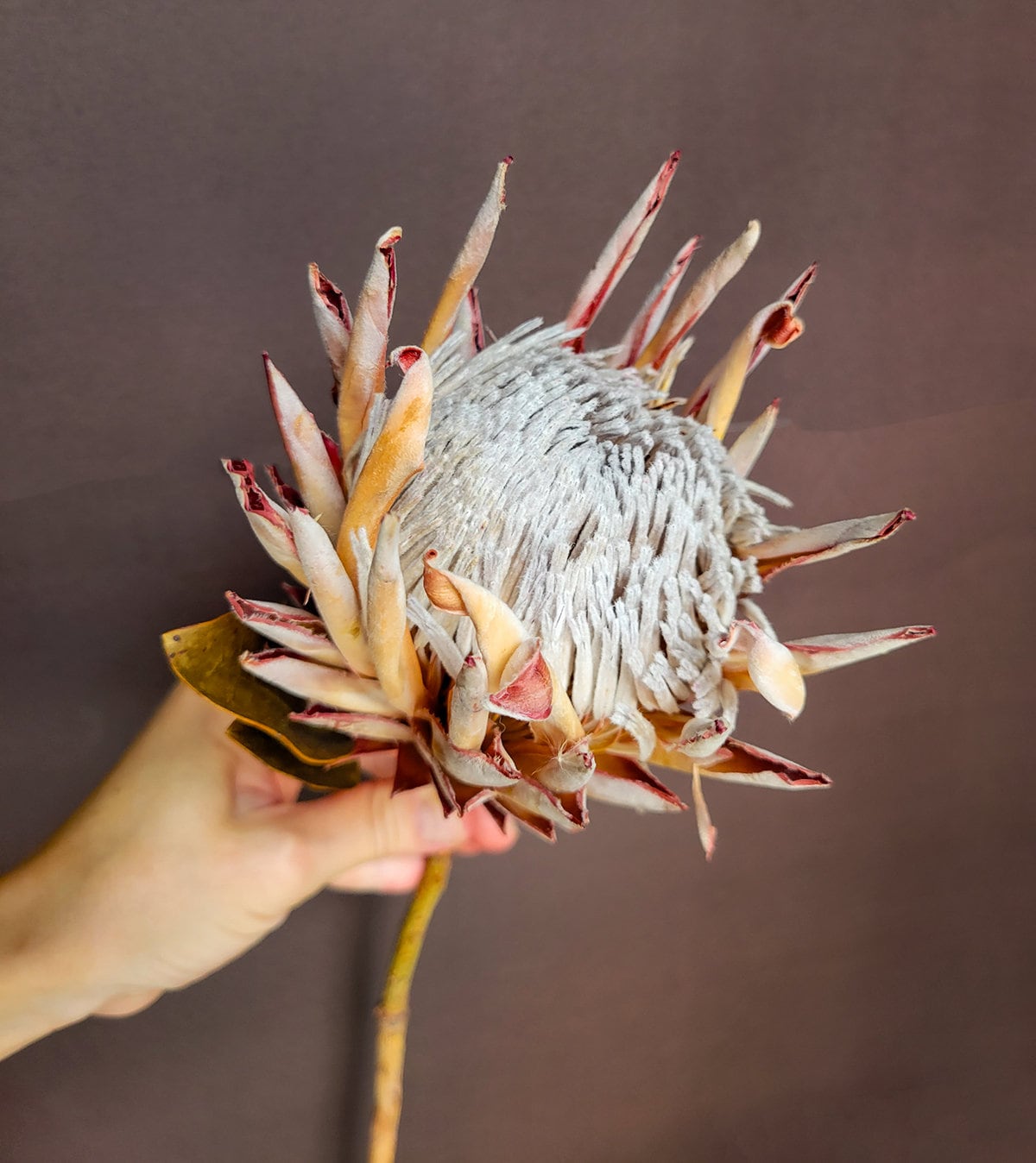 Blush Dried King Protea - Mossy Moss by Olia