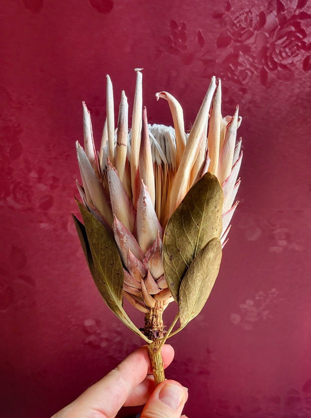 Blush Dried King Protea - Mossy Moss by Olia