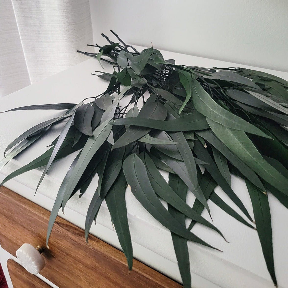 Deep Green Preserved Willow Eucalyptus - Mossy Moss by Olia