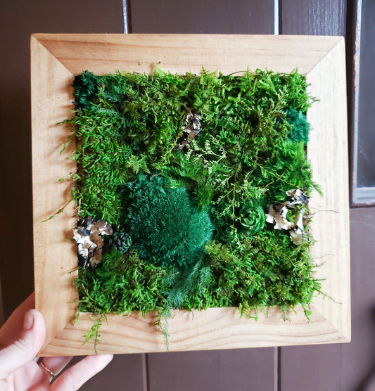 DIY Preserved Moss Kit - Mossy Moss by Olia