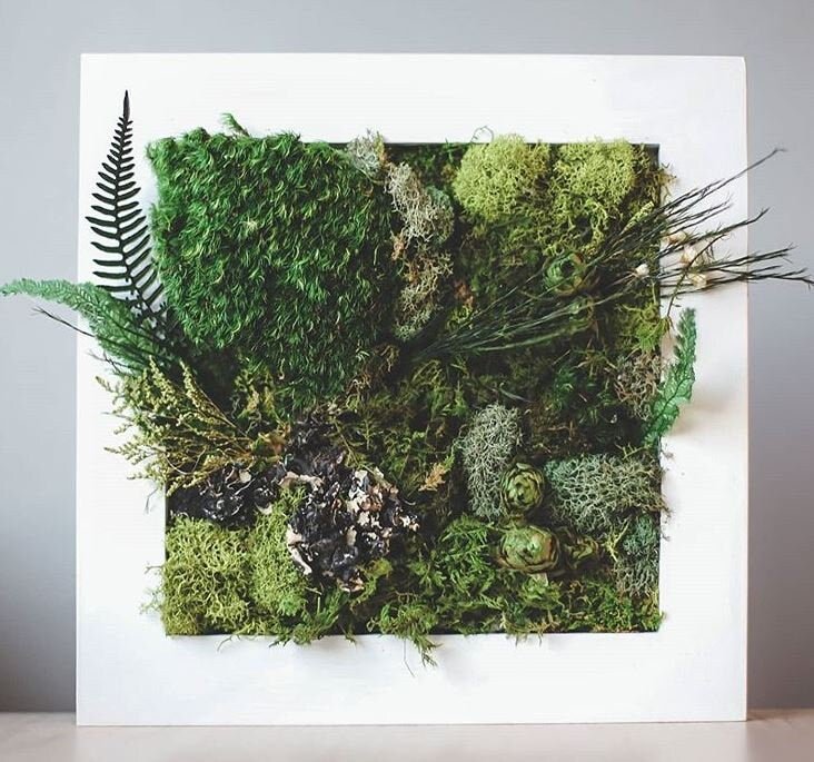 DIY Preserved Moss Kit - Mossy Moss by Olia