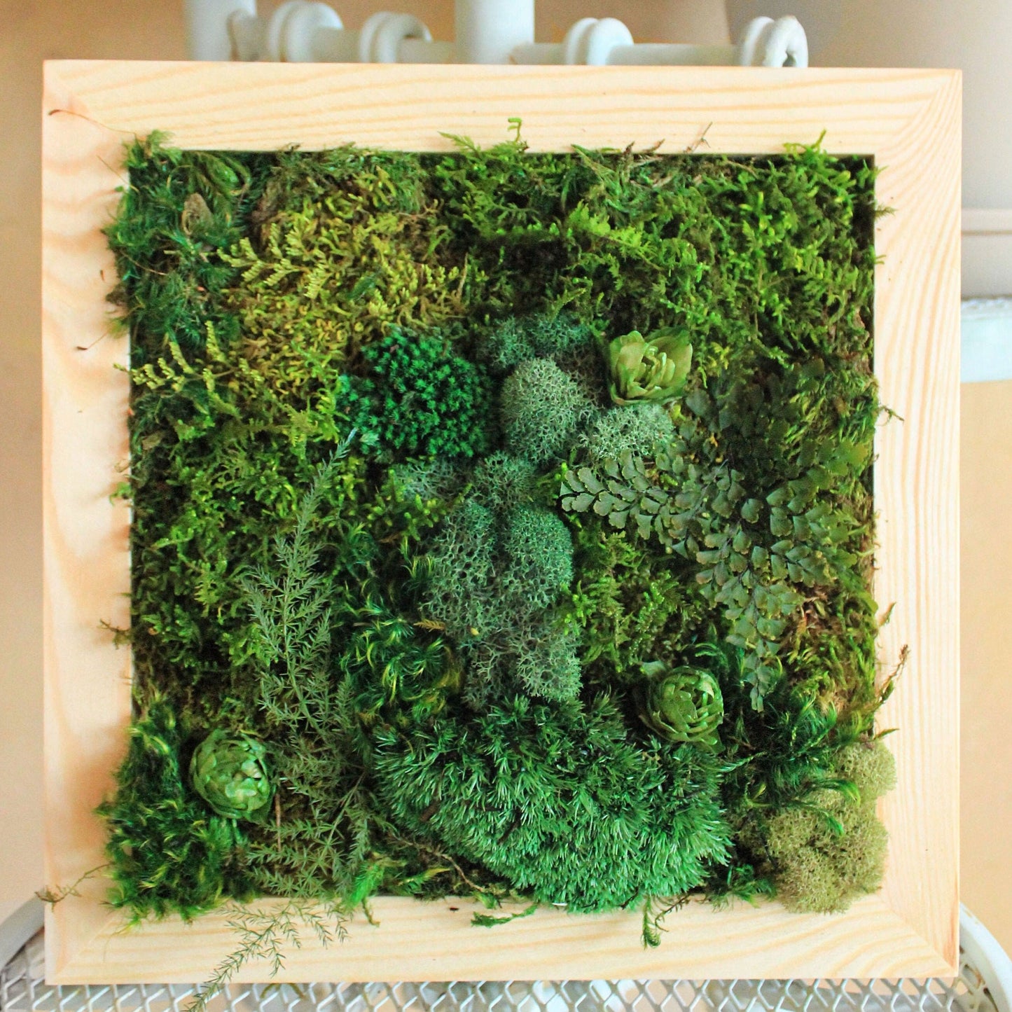 DIY Preserved Moss Kit - Mossy Moss by Olia