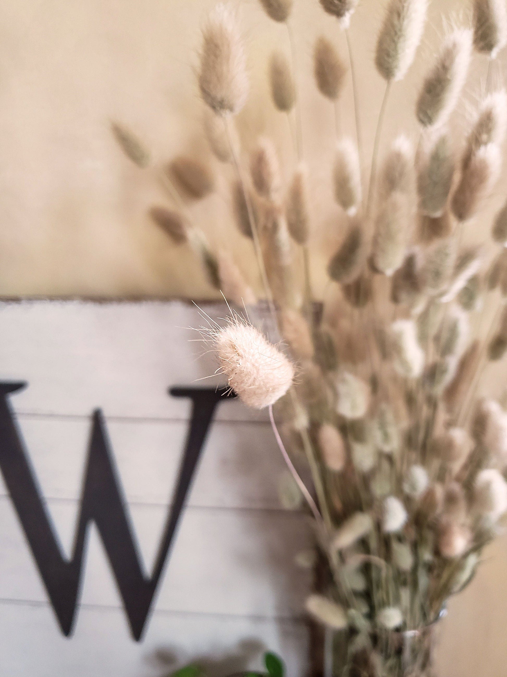 Dried Bunny Tail Grass - Mossy Moss by Olia