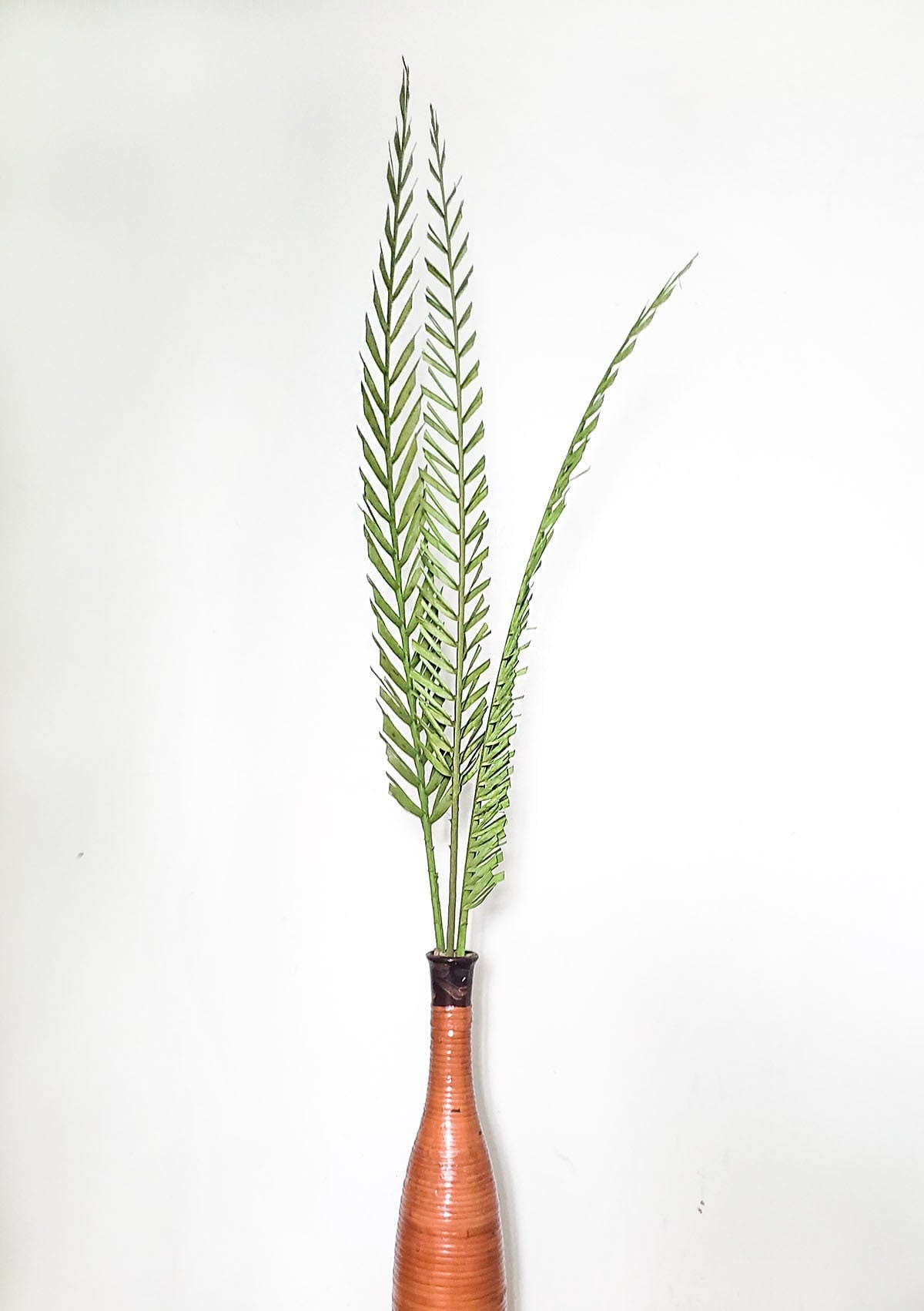 Dried Green 38-48" Basil Coco Palms - Mossy Moss by Olia