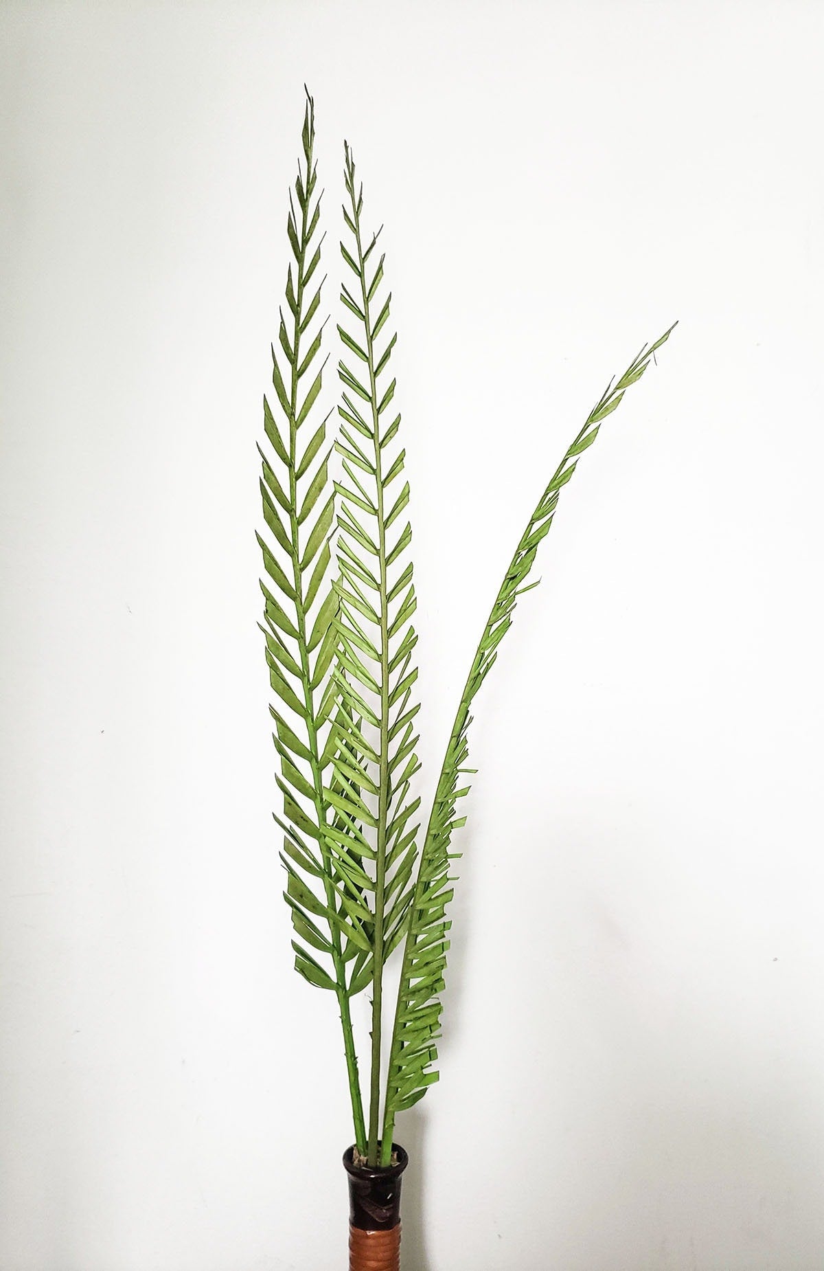 Dried Green 38-48" Basil Coco Palms - Mossy Moss by Olia