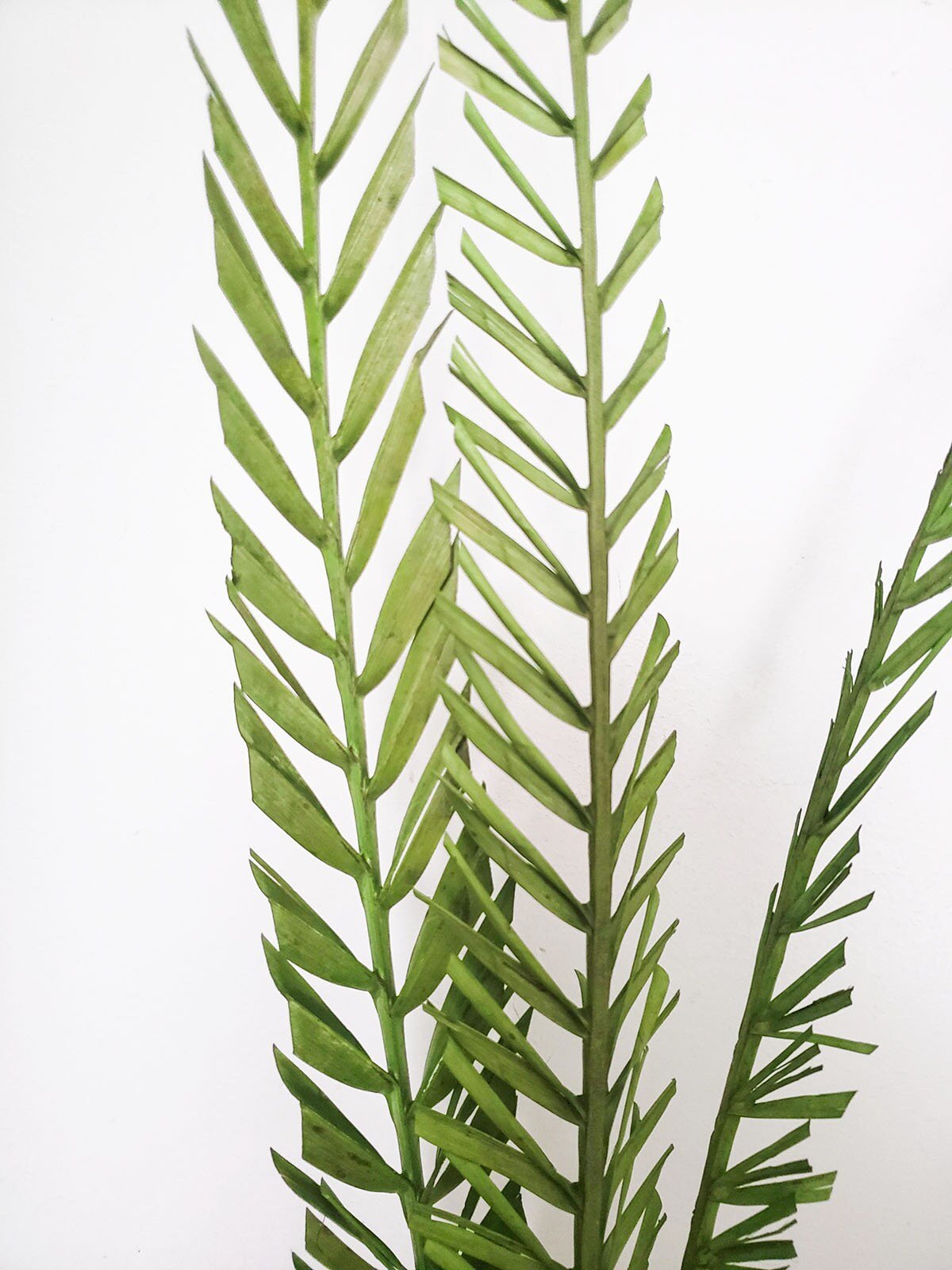 Dried Green 38-48" Basil Coco Palms - Mossy Moss by Olia