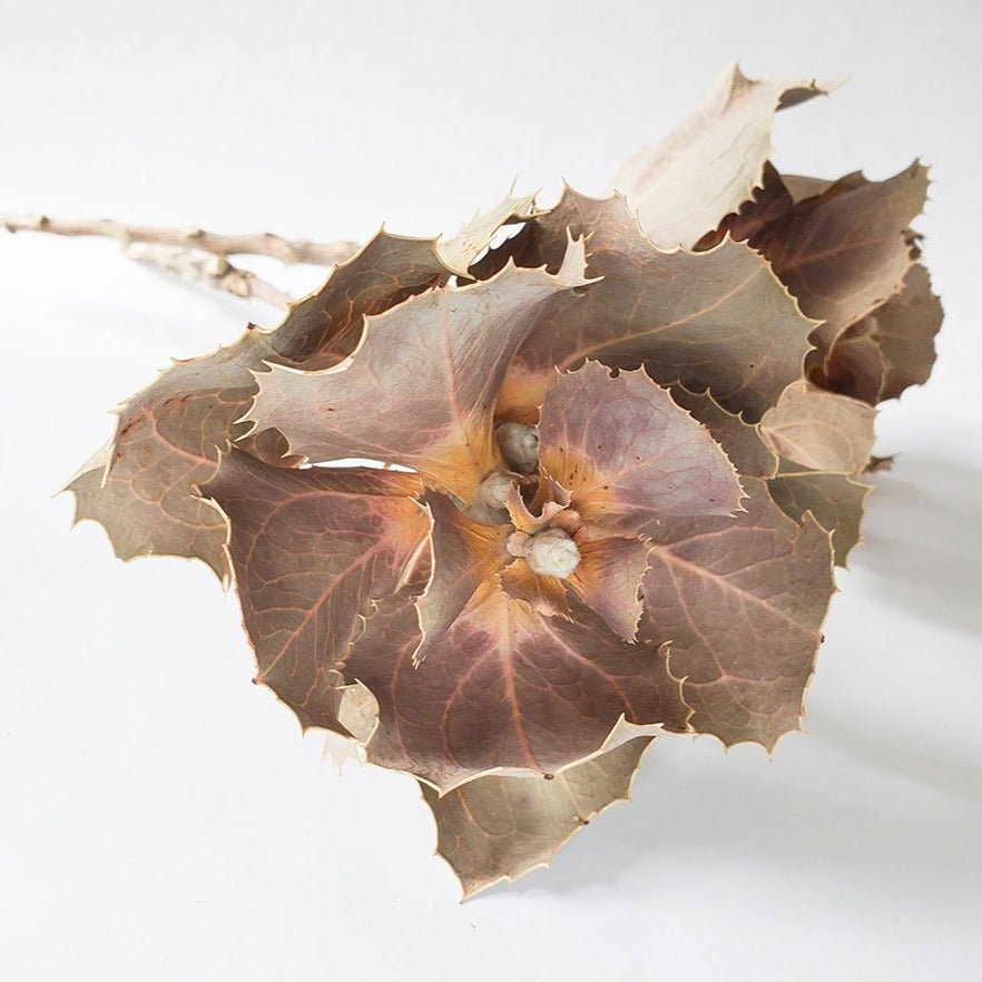 Dried Hakea Victoria Queen Flower - Mossy Moss by Olia