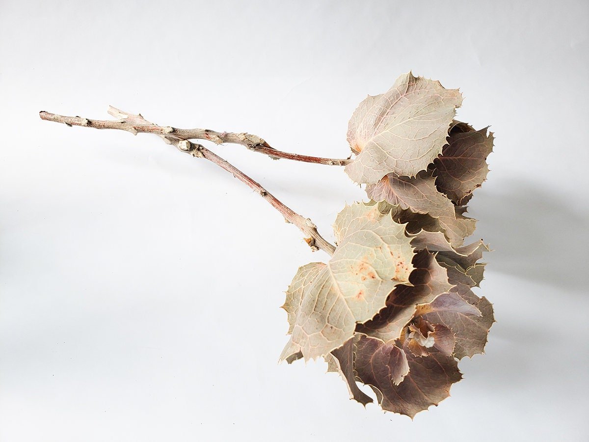 Dried Hakea Victoria Queen Flower - Mossy Moss by Olia