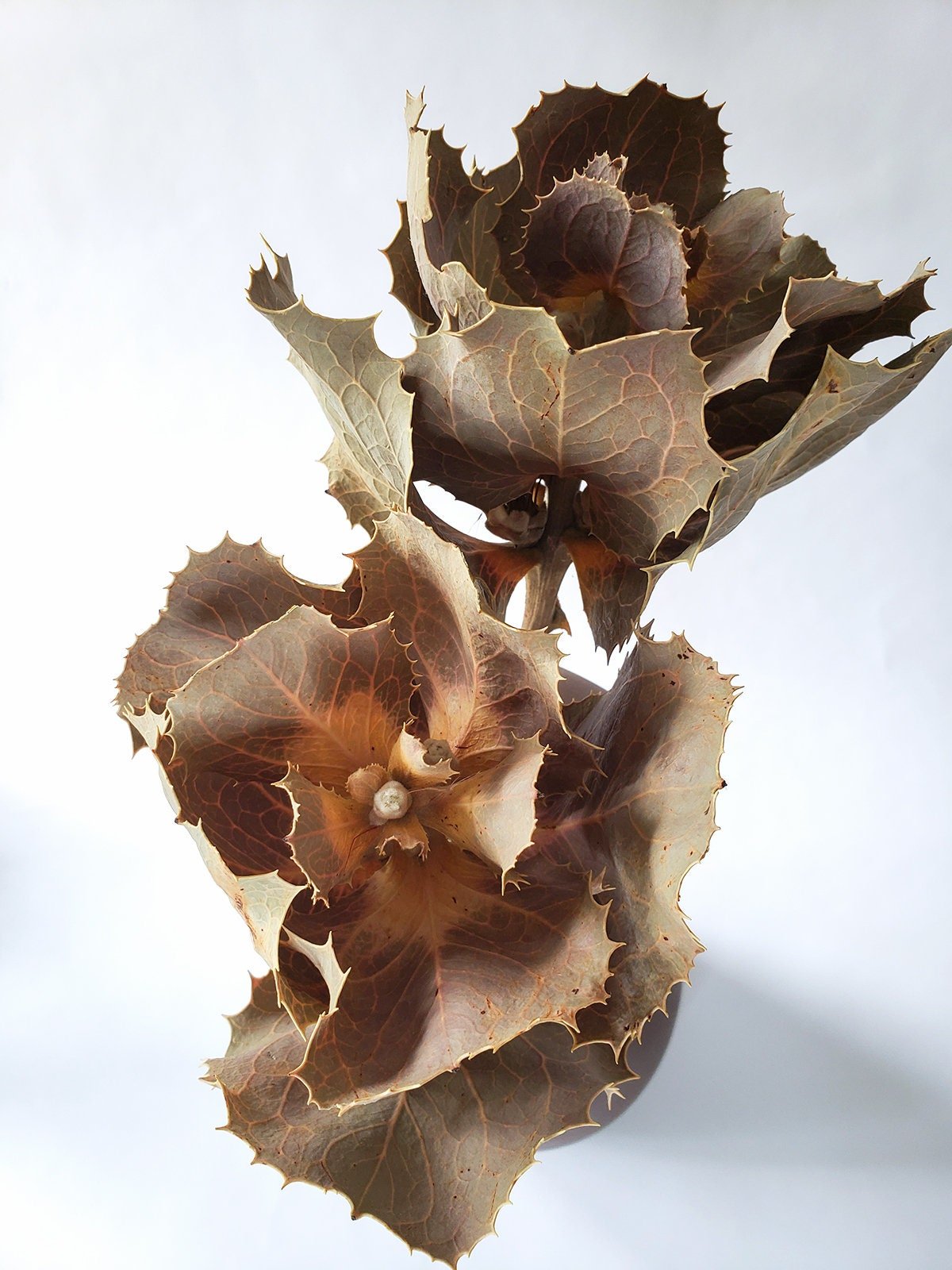 Dried Hakea Victoria Queen Flower - Mossy Moss by Olia