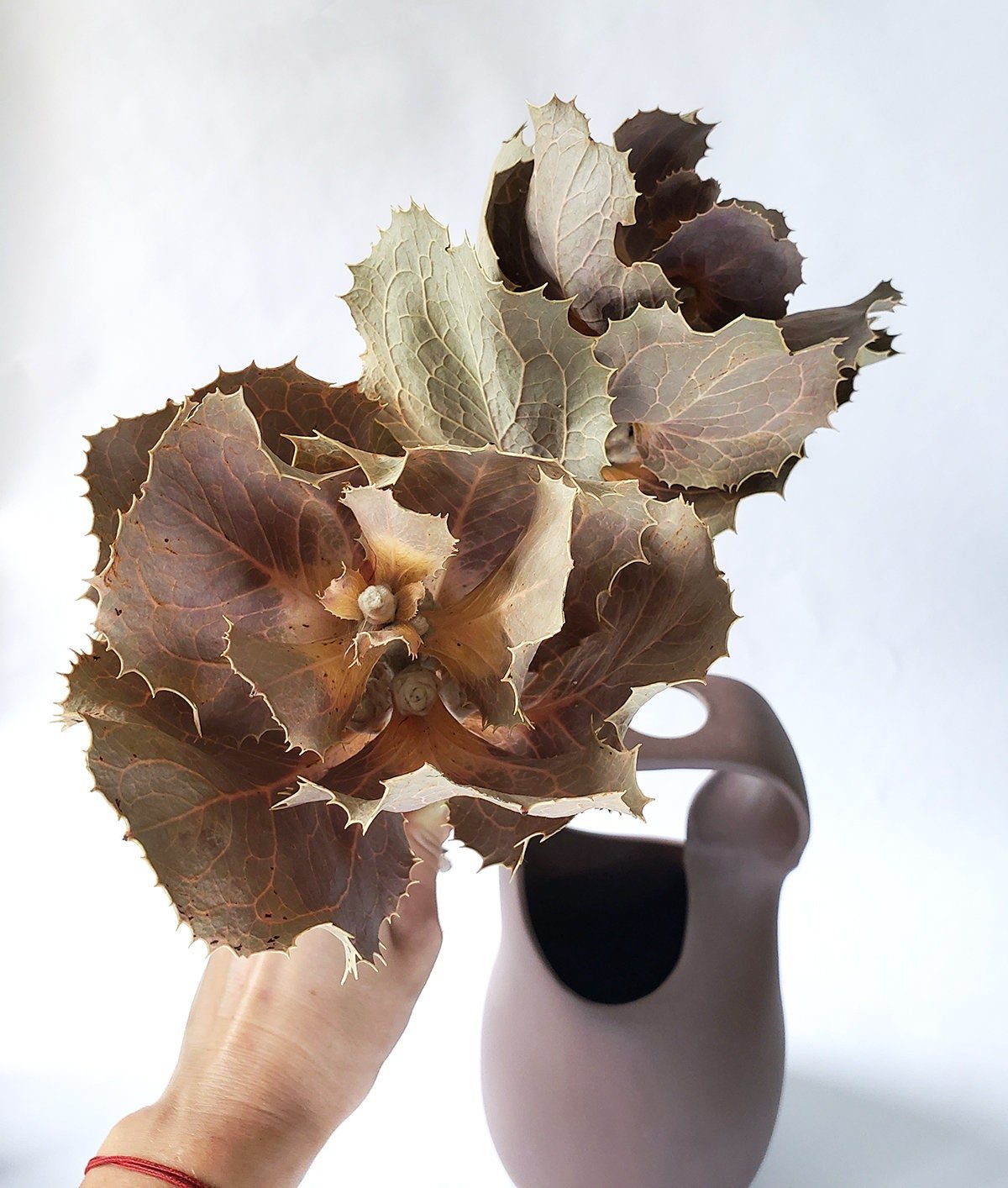 Dried Hakea Victoria Queen Flower - Mossy Moss by Olia