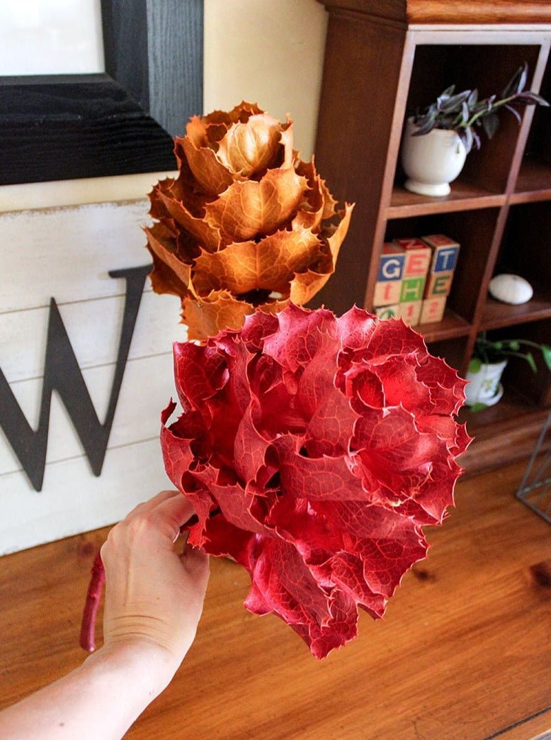 Dried KING Protea Flower - Mossy Moss by Olia