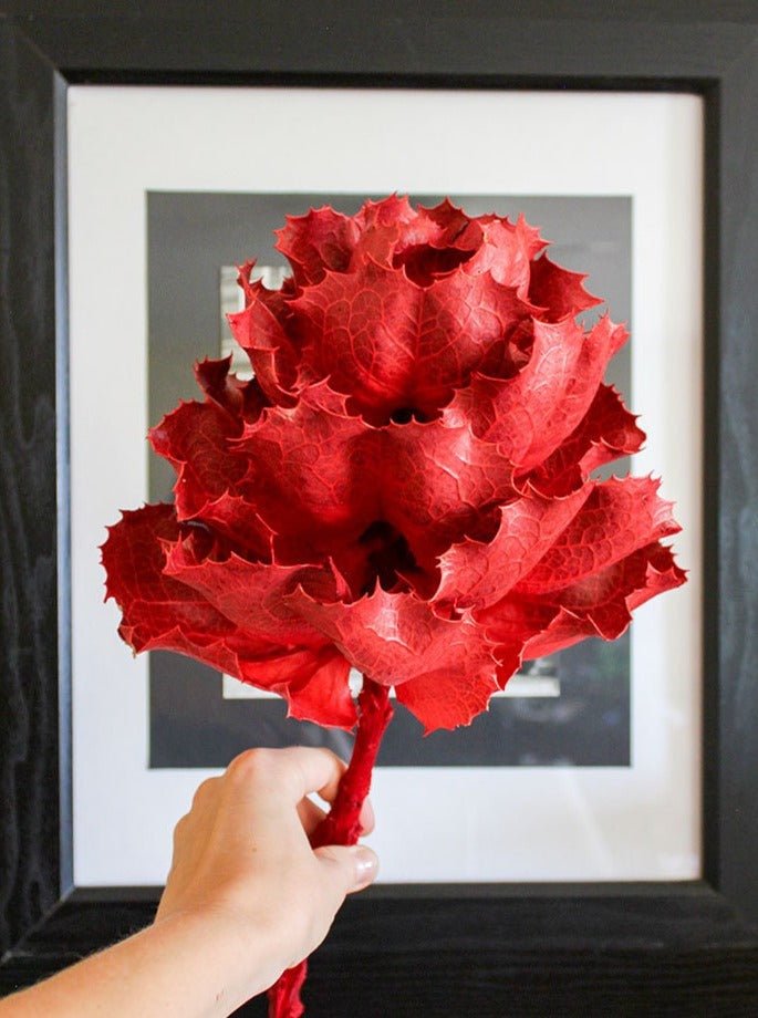 Dried KING Protea Flower - Mossy Moss by Olia