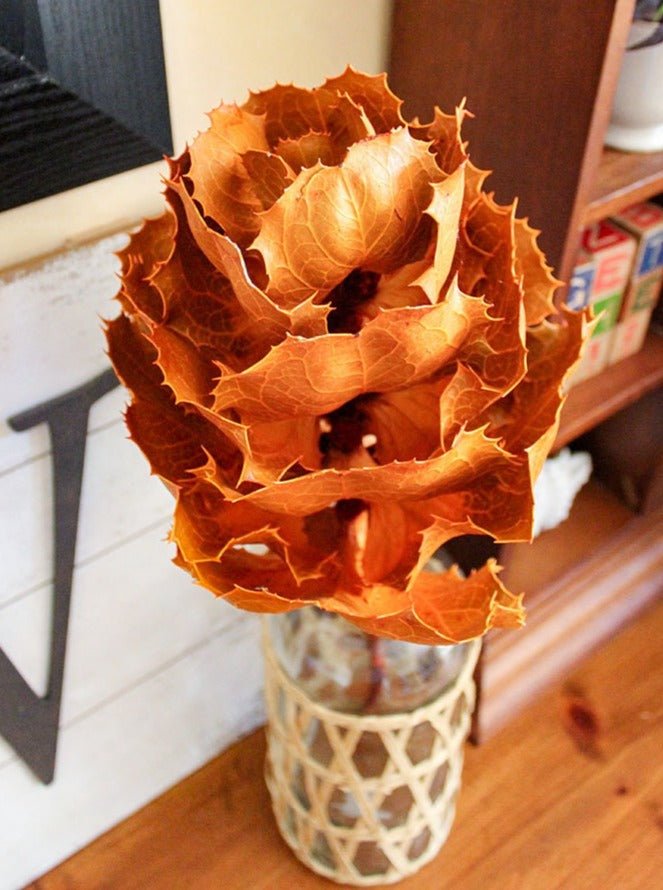 Dried KING Protea Flower - Mossy Moss by Olia