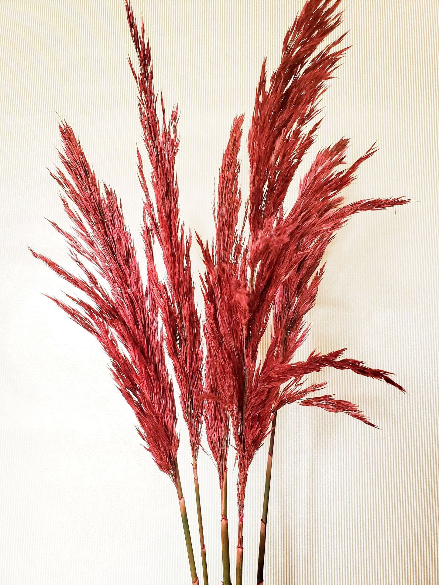 Dried Merlot Plume Reed Grass - Mossy Moss by Olia