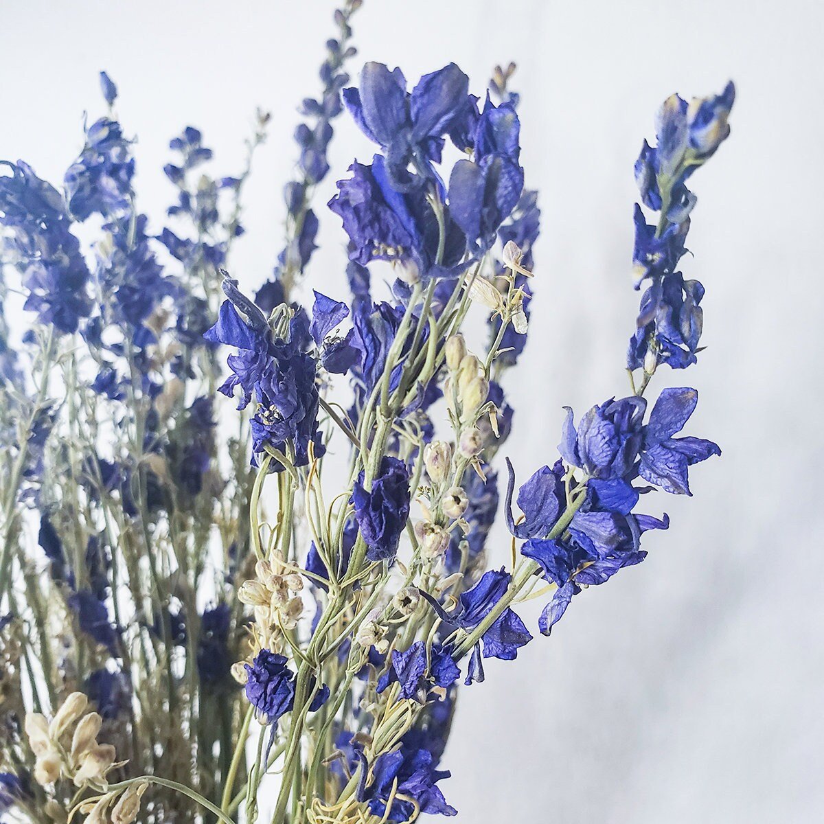 Dried Purple Blue Larkspur - Mossy Moss by Olia
