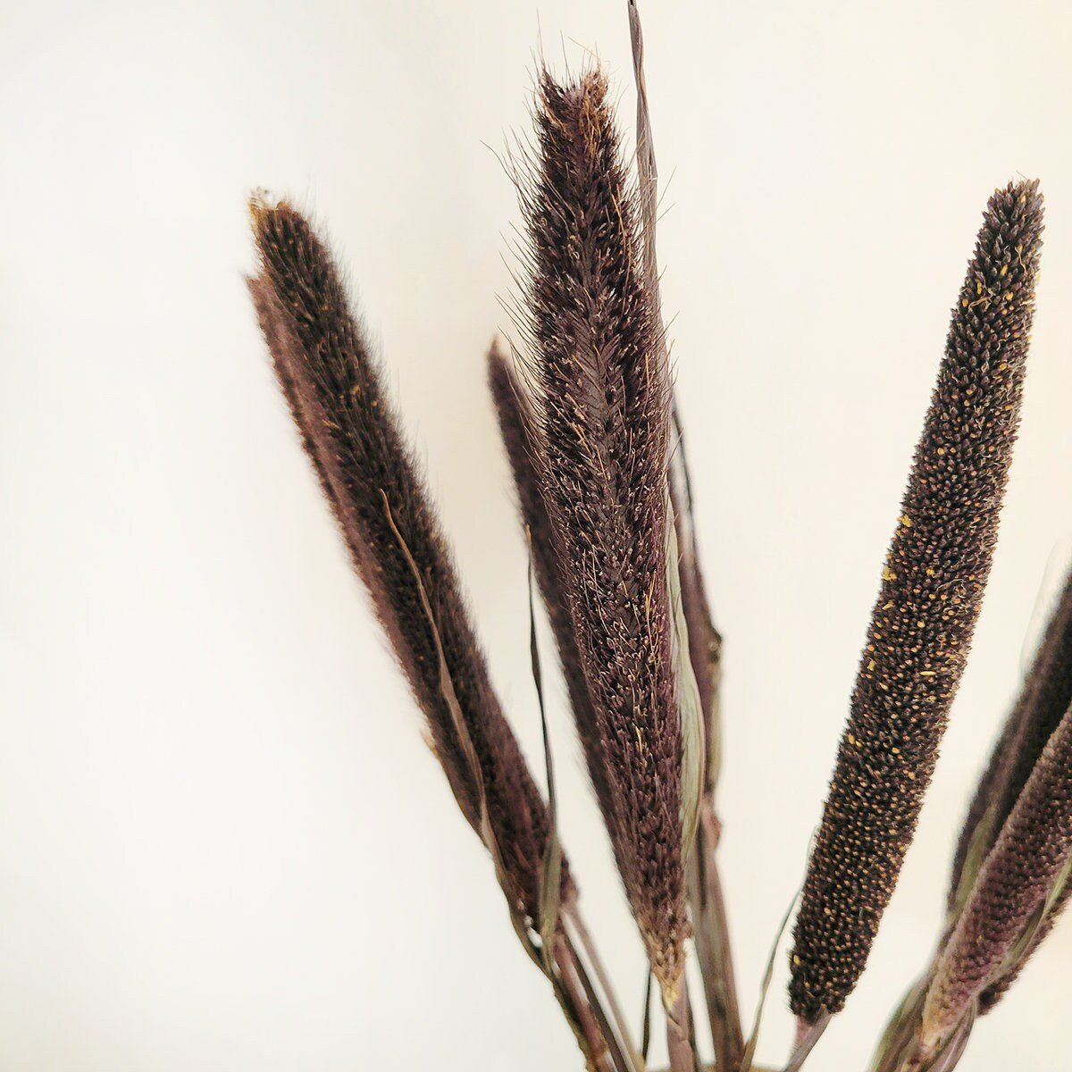 Dried Purple Majesty Millet - Mossy Moss by Olia