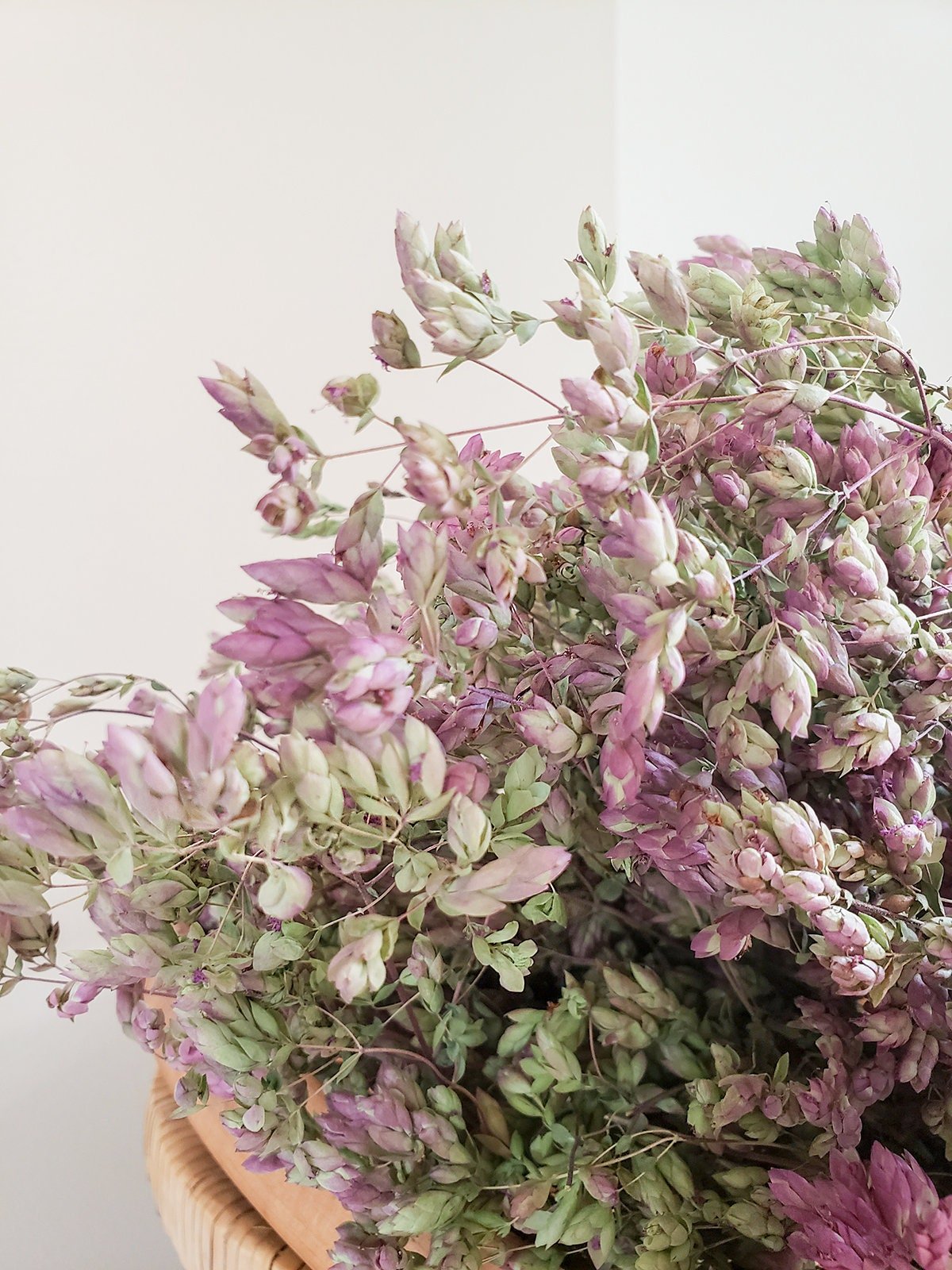 Dried Purple Oregano Santa Cruz - Mossy Moss by Olia