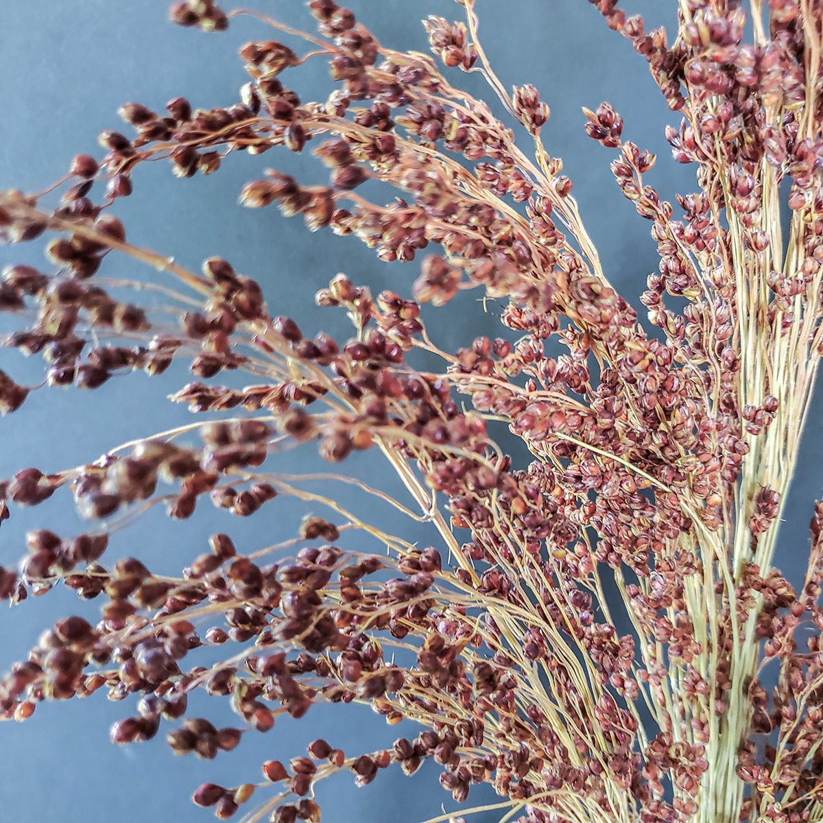 Dried Red Broom Corn - Mossy Moss by Olia