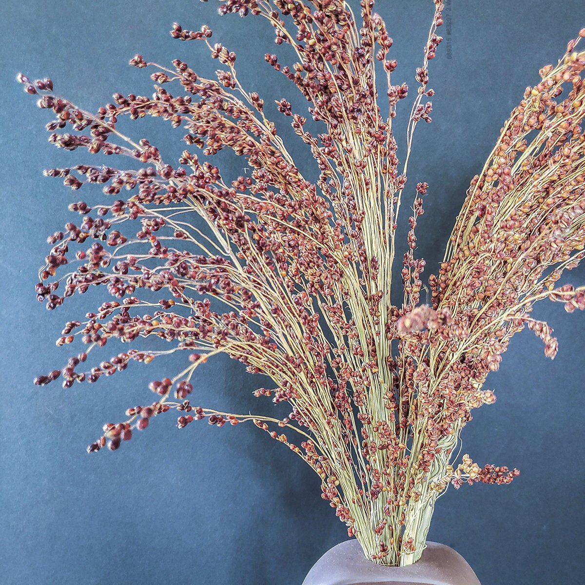 Dried Red Broom Corn - Mossy Moss by Olia