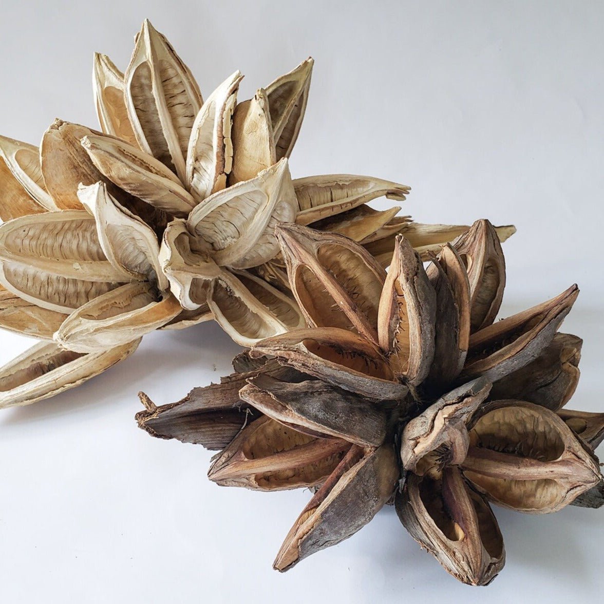 Dried Star Pods Natural - Mossy Moss by Olia