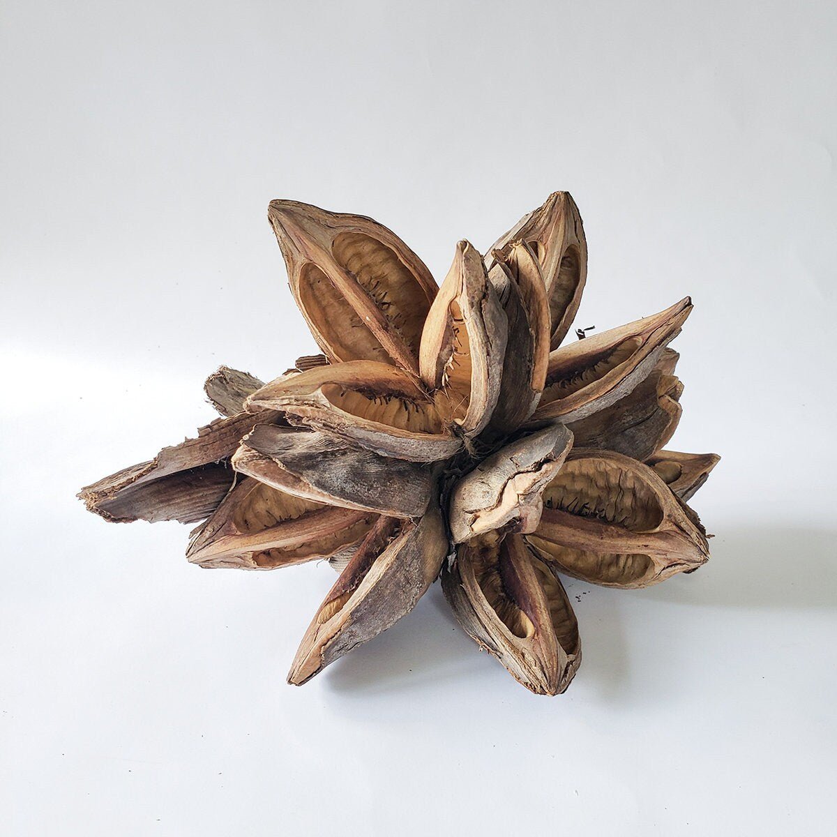Dried Star Pods Natural - Mossy Moss by Olia