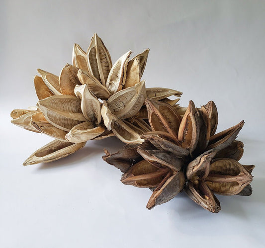 Dried Star Pods Natural - Mossy Moss by Olia