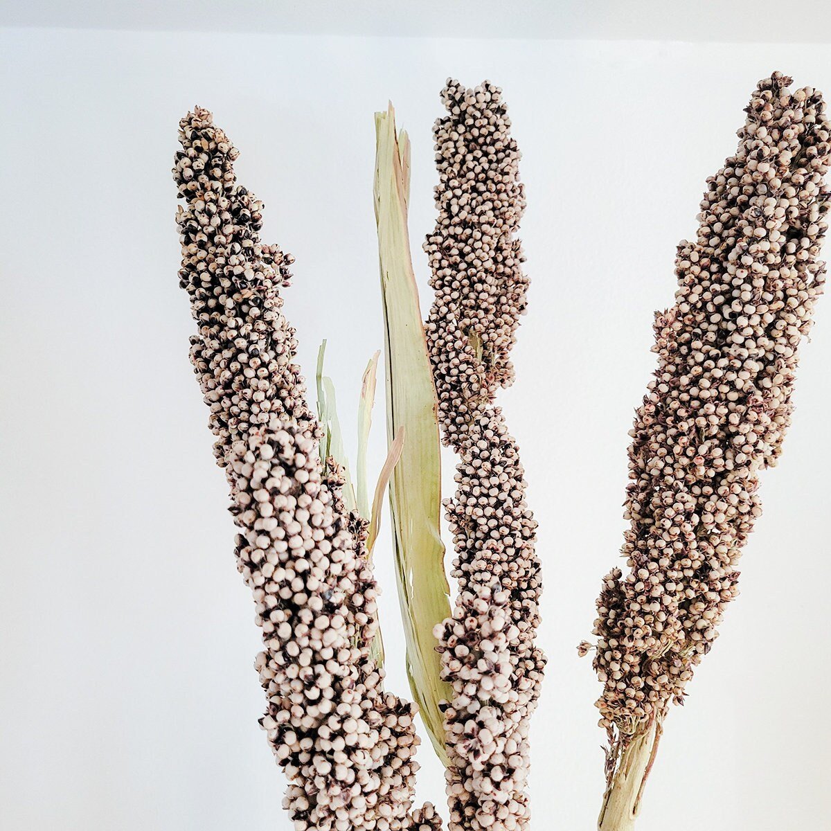 Dried Tall Pinto Berries Stems - Mossy Moss by Olia