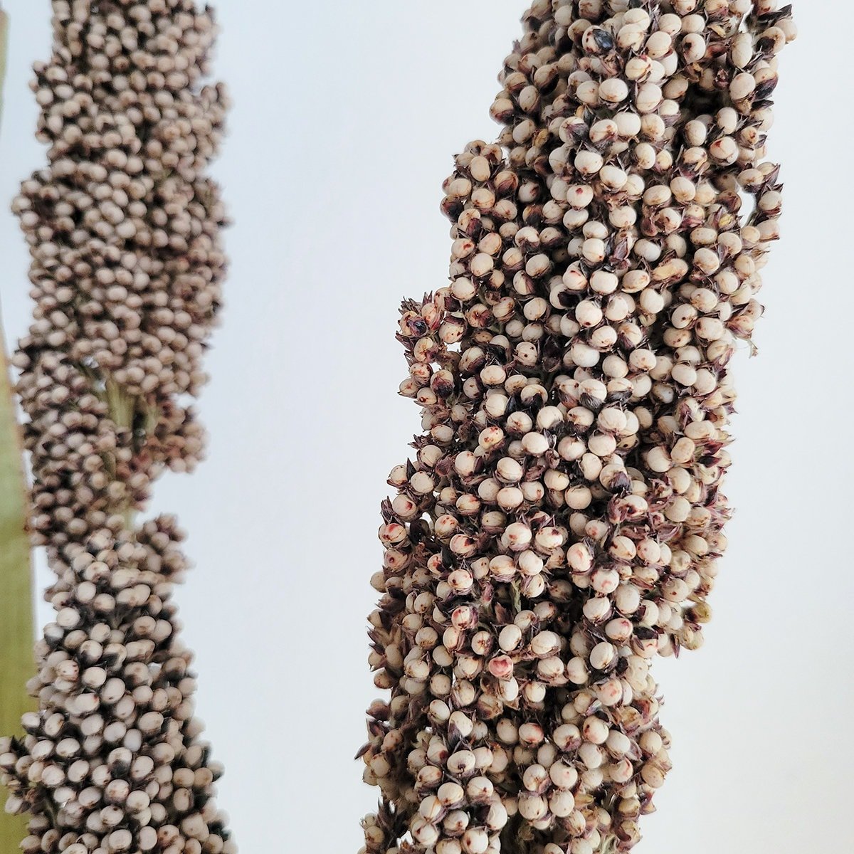 Dried Tall Pinto Berries Stems - Mossy Moss by Olia