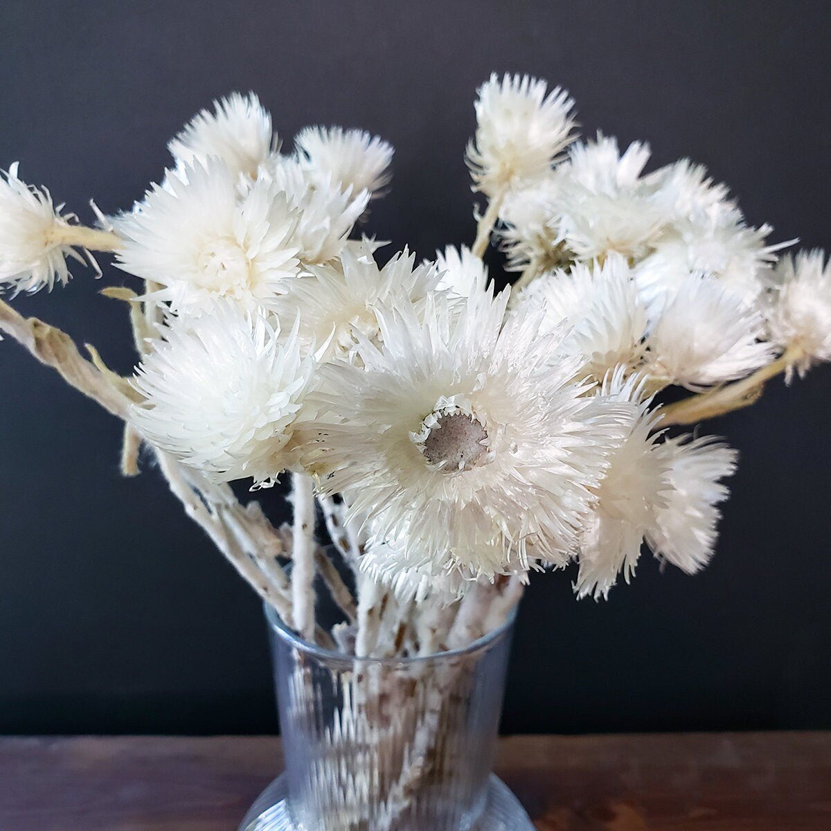 Dried White Everlasting Straw Flowers - Mossy Moss by Olia