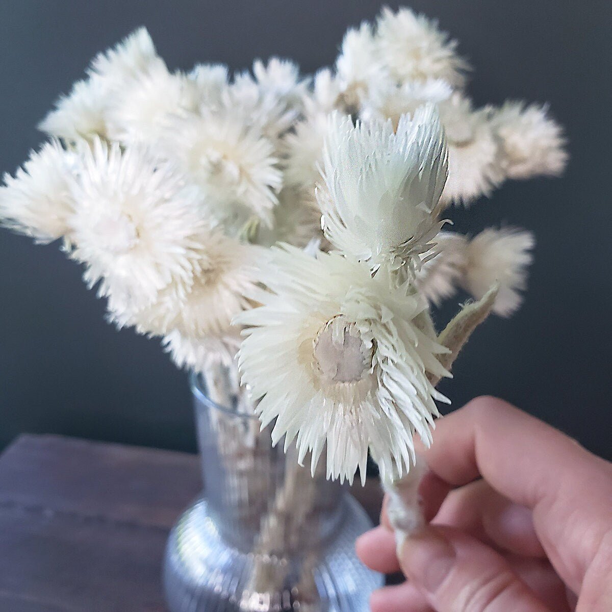 Dried White Everlasting Straw Flowers - Mossy Moss by Olia