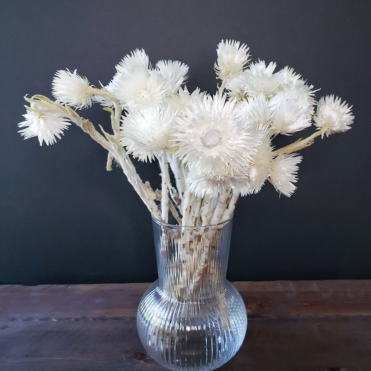 Dried White Everlasting Straw Flowers - Mossy Moss by Olia