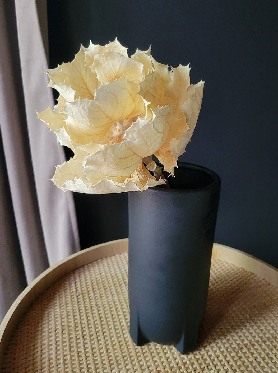 Dried White KING protea Flower - Mossy Moss by Olia