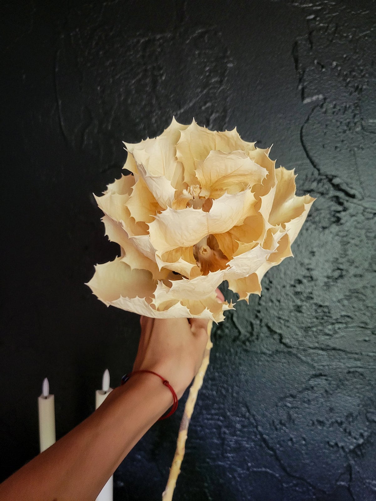 Dried White KING protea Flower - Mossy Moss by Olia