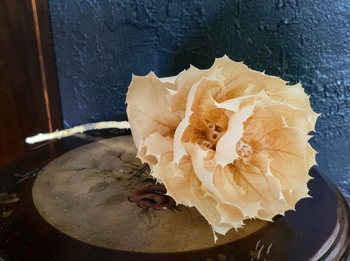 Dried White KING protea Flower - Mossy Moss by Olia